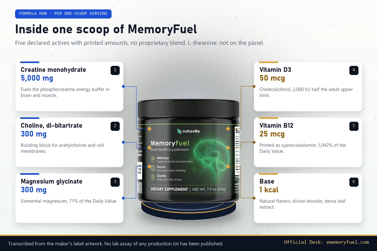 Infographic: MemoryFuel jar at the center of six cards listing creatine 5,000 mg, choline 300 mg, magnesium 300 mg, vitamin D3 50 mcg, vitamin B12 25 mcg and the stevia base